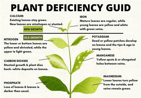 Deficiencies Guide [Leaves, Nutrients & Charts Explained]! - Expert Seed Bank