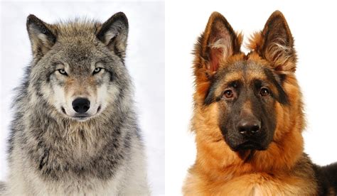 Domestication Of Dogs: From Wolves To Our Canine Companions