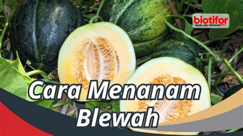 Cara Menanam Blewah - Biotifor