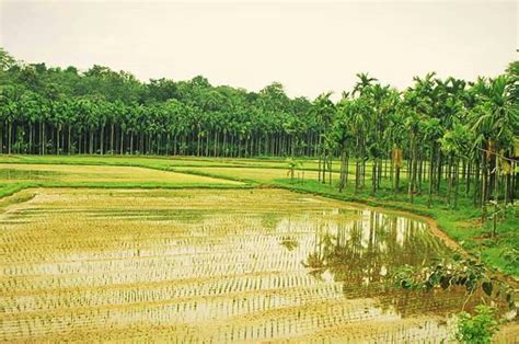 Paddy fields in kerala | Lakshadweep, Kerala, Outdoor