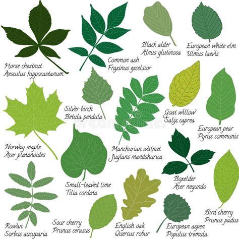 Vector set of tree leaves with names