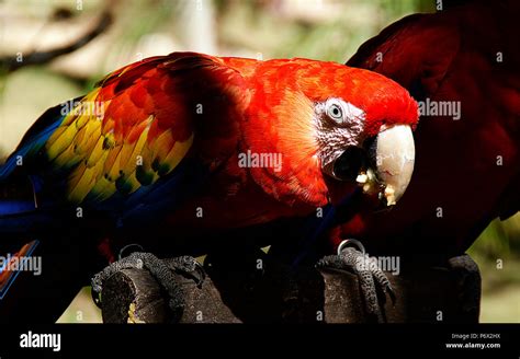 Parrot tropical birds Stock Photo - Alamy