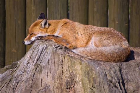 Sleeping Fox stock photo. Image of sleeping, outdoor - 28677774