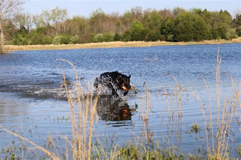 Why I hunt: The magic and grace of Labrador retrievers at work