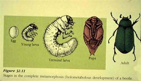 Whirligig Beetle Life Cycle
