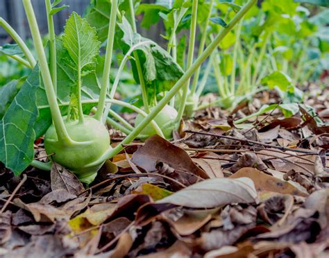 How (and why) to make your own leaf mulch