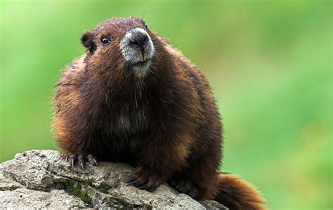 Vancouver Island Marmot – Northwest Wildlife Preservation Society