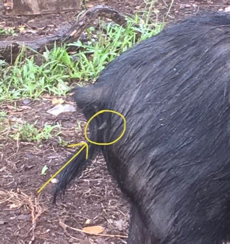 Homesteading in Hawaii: Is The Pig Pregnant?