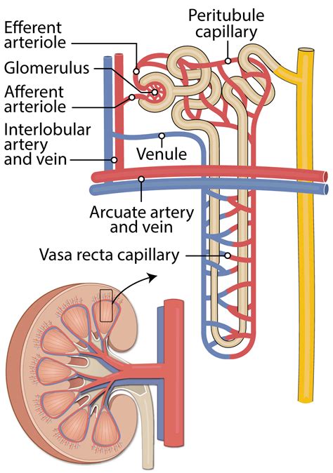 Arcuate Artery