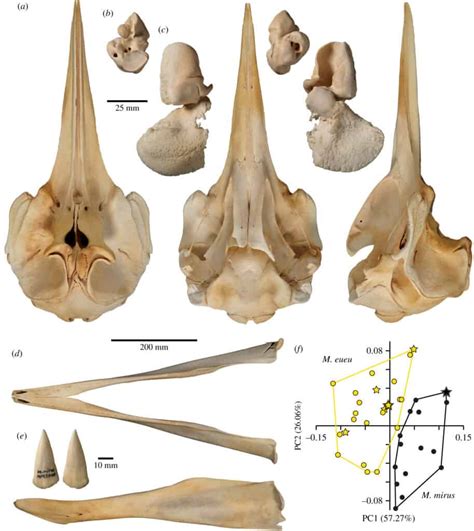 New Species of Beaked Whale Found l Southern Hemisphere