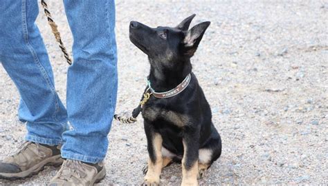 Heel Position - Does Your Dog Understand It? - Cloud Nine Dog Training School