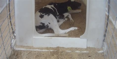 Police Open Animal Cruelty Investigation Against Fair Oaks Farm