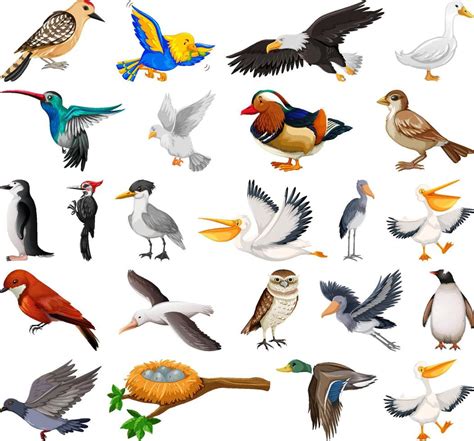 Different kinds of birds collection 6582744 Vector Art at Vecteezy