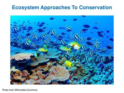 Ecosystem Approaches To Conservation - ppt download