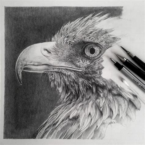 Eagle Pencil Drawing ~ Bald Eagle Head | Boghrawasuke Wallpaper