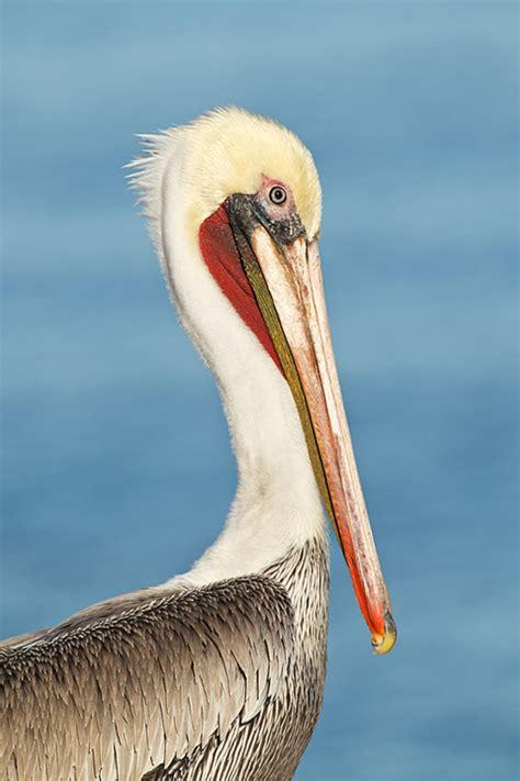 Interview with Arthur Morris - the World’s Premier Bird Photographer