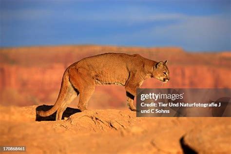 85 Desert Mountain Lion Stock Photos, High-Res Pictures, and Images ...