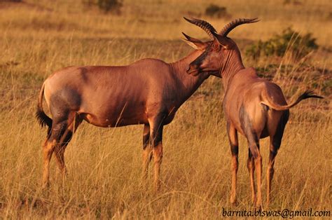 Impressions from Masai-Mara | Wildlife | Descriptions