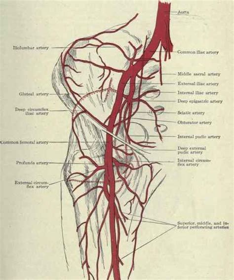 The Pelvis. Part 4