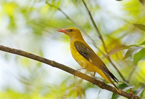 Premium Photo | Female golden oriole near nest.