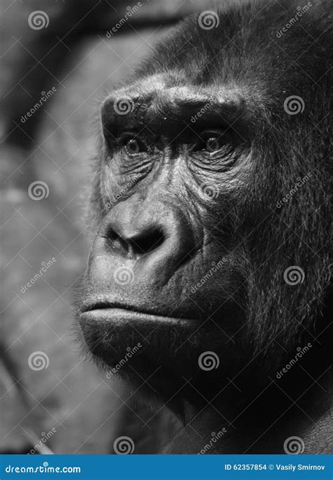 Cartoon Gorilla Stock Images - 35 Photos