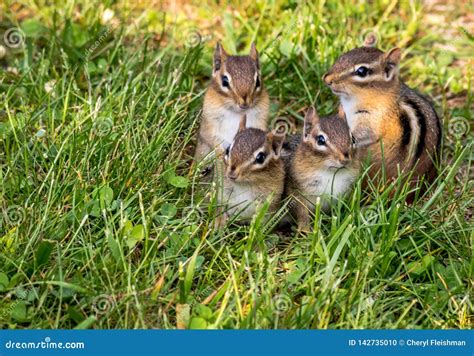 Young Eastern Chipmunk Family of Four in Green Grass Stock Photo - Image of animal, eating ...