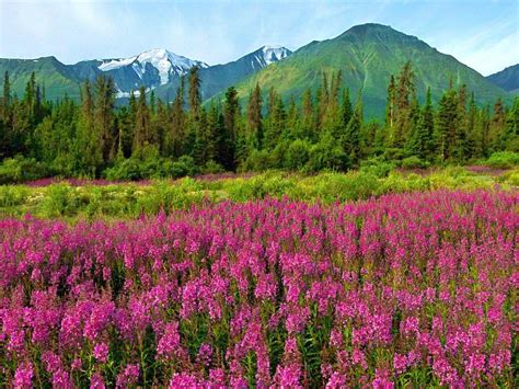 Mountain Wildflowers HD desktop wallpaper : Widescreen : High ...