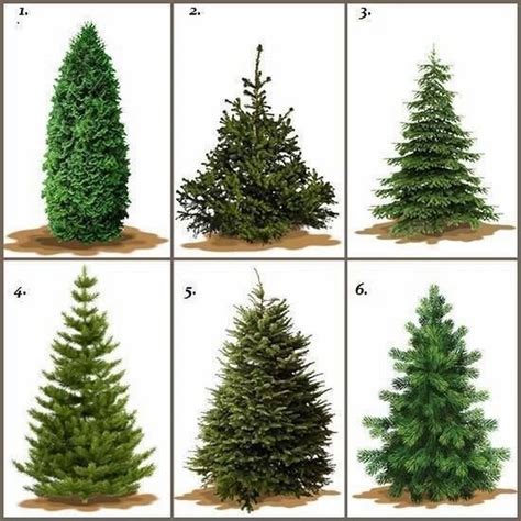 How To Choose Best Christmas Tree at Michael Devries blog