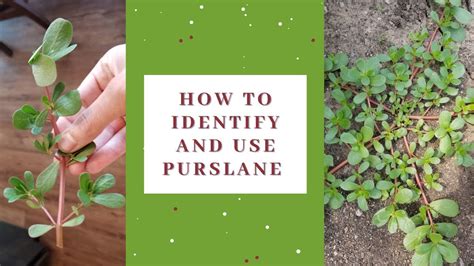 How to identify and use purslane - YouTube