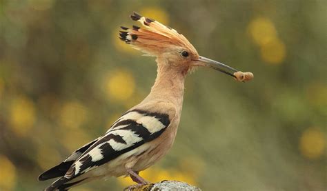 Hoopoe Birds - Facts, Information & Habitat