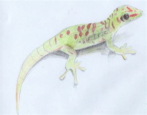 Day Gecko - Pencil and Coloured Pencil by PansDrawing on DeviantArt