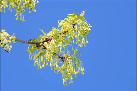 Sugar Maple Tree Facts