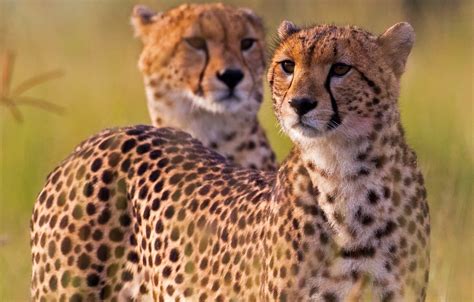 Wallpaper Cheetah, Africa, wild cat, cheetahs images for desktop, section кошки - download