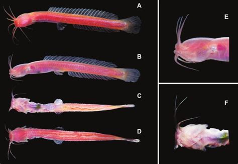 New species of tiny catfish discovered in Kerala