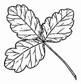 Poison ivy Leaves coloring Pages  Happy Color® Art Coloring sketch template