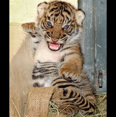 Pet Baby Tiger