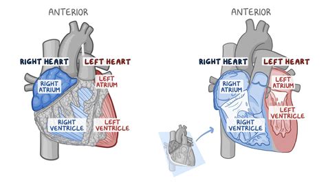 Anatomy of the heart: Video, Anatomy & Definition | Osmosis