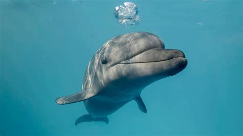 Fact File: Bottlenose dolphin (Tursiops truncatus) - Australian Geographic