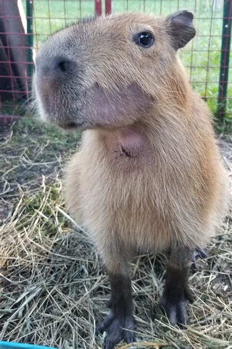 Big Teeth, Bigger Dental Bills | Dobby the Capybara