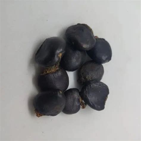 Bhilawa Seeds Semecarpus Anacardium, Packaging Type: PP Bag, Packaging Size: 10kg at Rs 60/kg in ...