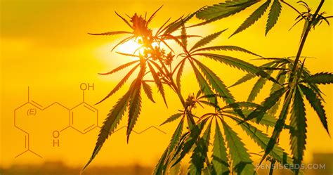 Cannabinoid Science 101: What is Cannabigerol (CBG)? - Sensi Seeds