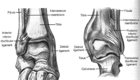 Posterior Lip Of Tibial Plafond | Sitelip.org