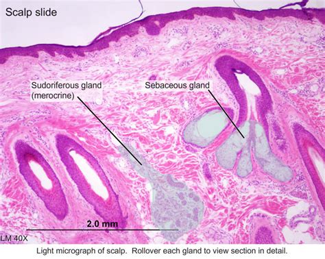 Ceruminous Glands