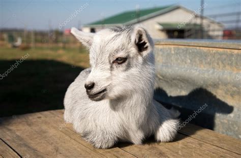 A baby pygmy goat. — Stock Photo © jctabb #105534018