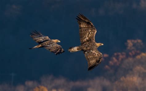 Allegheny Plateau Audubon Society