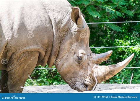 Southern white rhinoceros stock image. Image of rhino - 111179961