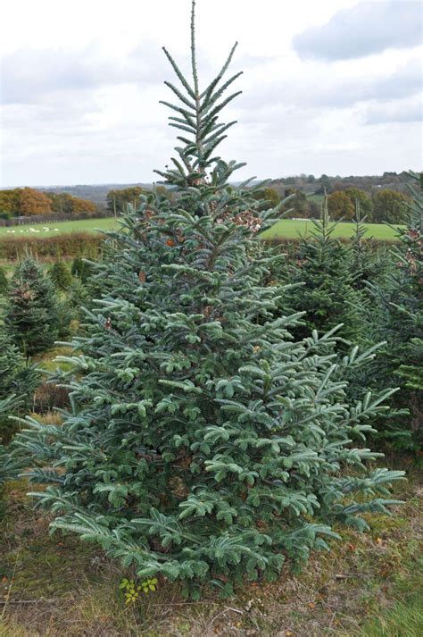 Fraser Fir Christmas Trees For Sale - SendMeAChristmasTree