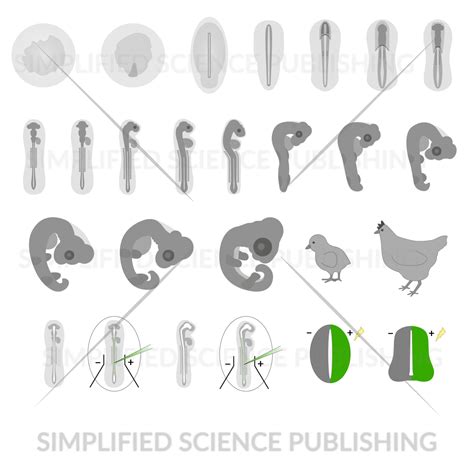 Chicken Embryo Development Stage Images - Scientific Illustrations for Download