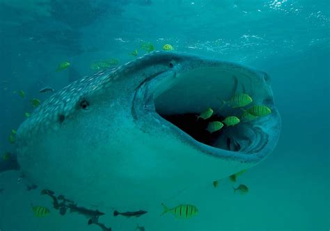 Whale shark | Size, Diet, & Facts | Britannica