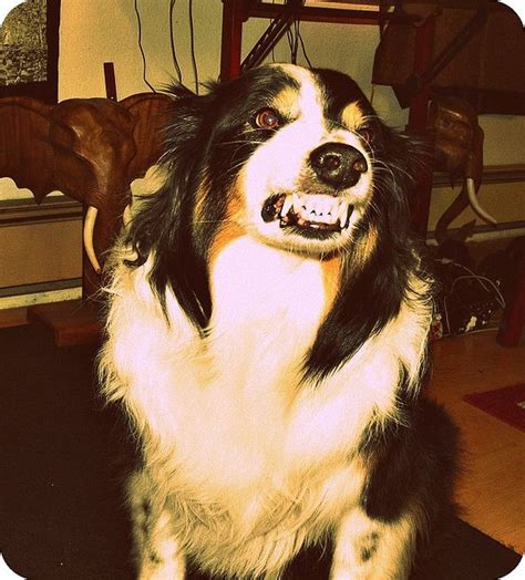 This is my dog Byron Bay Bell. He smiles like this whenever he's about ...